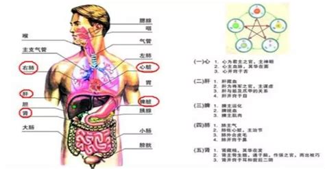 心肝脾肺腎情緒|心、肝、脾、肺、腎逐個說，搞懂中醫七情與五臟的關。